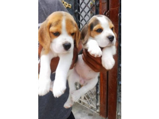 Buy Pocket size Puppies online
